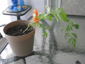 IMG_4127 (Small)