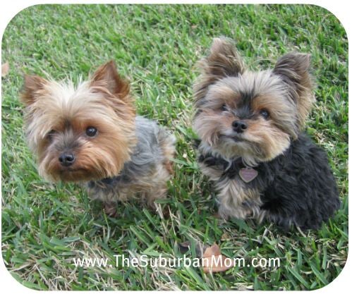 Bella and Bear