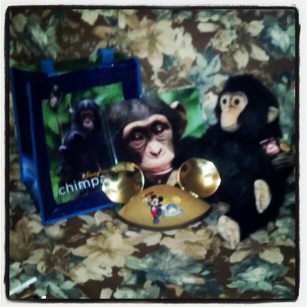 DisneyNauture Chimpanzee Oscar