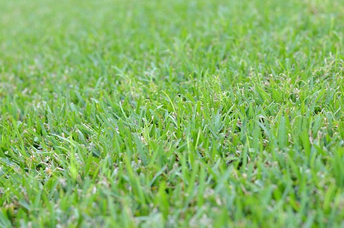 Green Florida Grass
