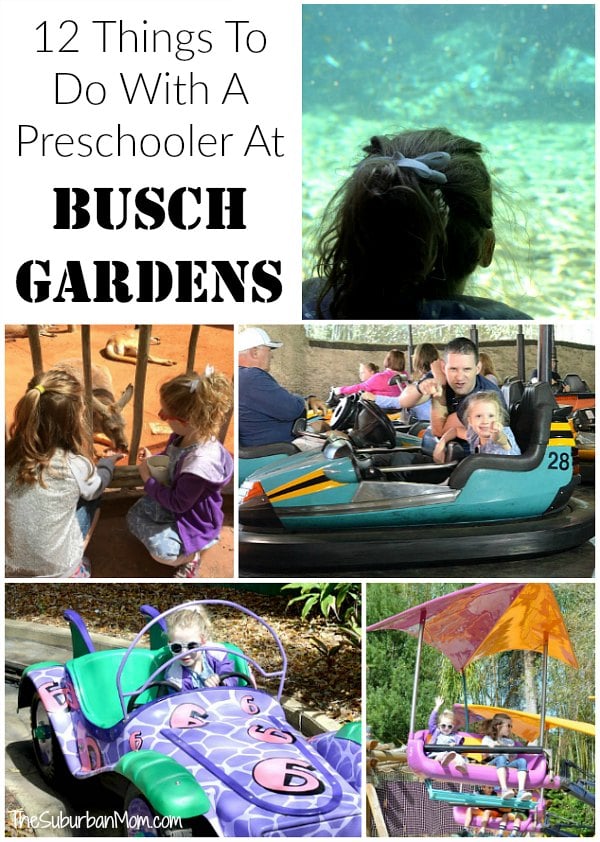 12 Things To Do With A Preschooler At Busch Gardens