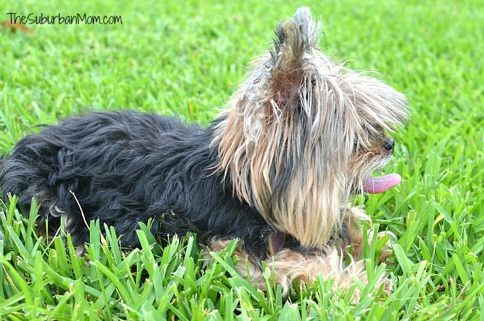 Dog Panting