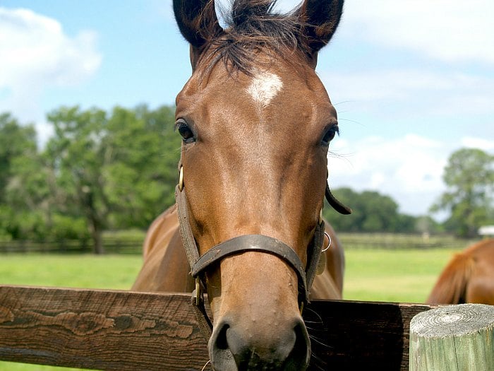 Ocala Marion County - Horse Capital of the World