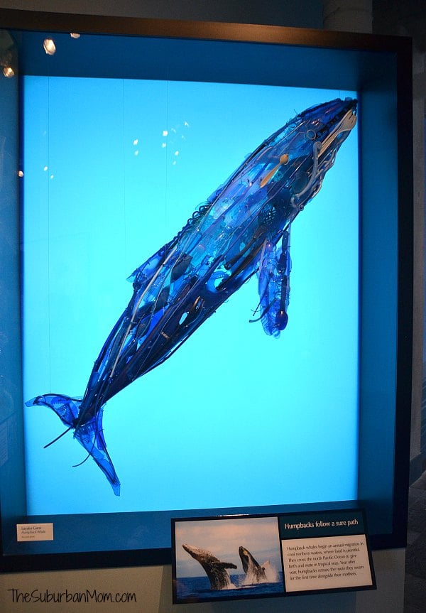 Monterey Aquarium Conservation