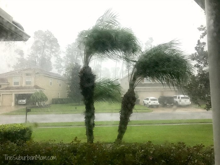 Palm Trees Storm