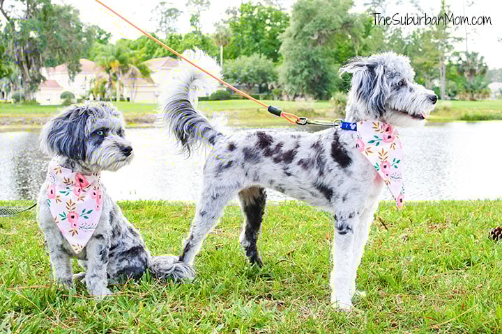 Over The Collar Dog Bandana Tutorial