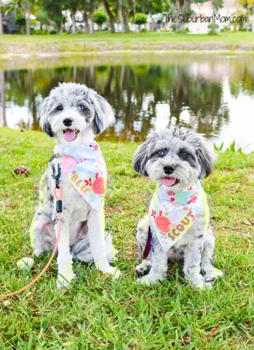 Scout Blu Pet Fashion Bandanas
