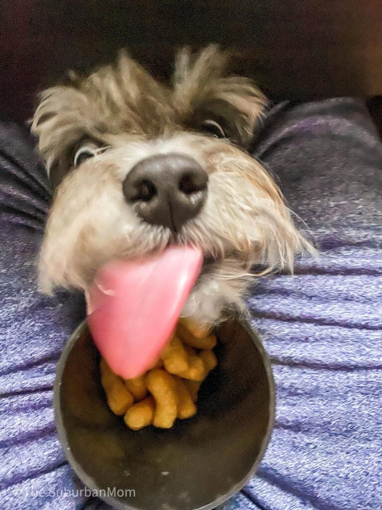 Dog Eating Bamba Peanut Snacks